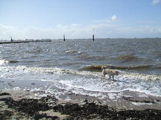 unser Hund mag die Nordsee ...